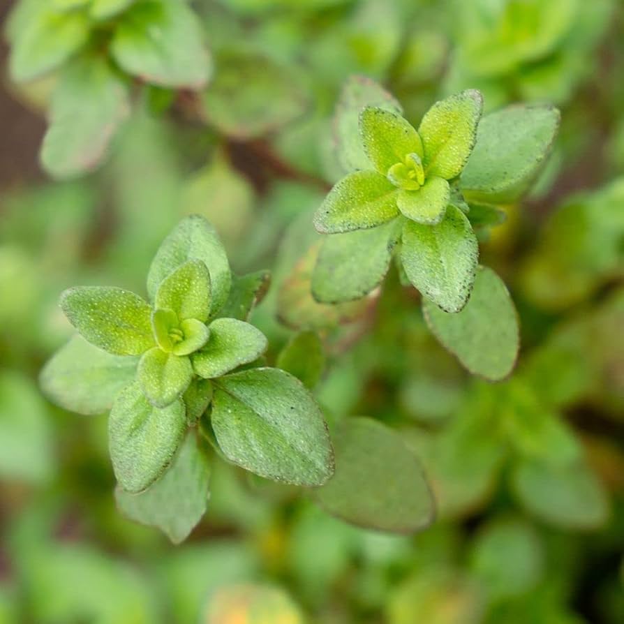 Fast Growing Lemon & Thyme Herb Seeds for Planting