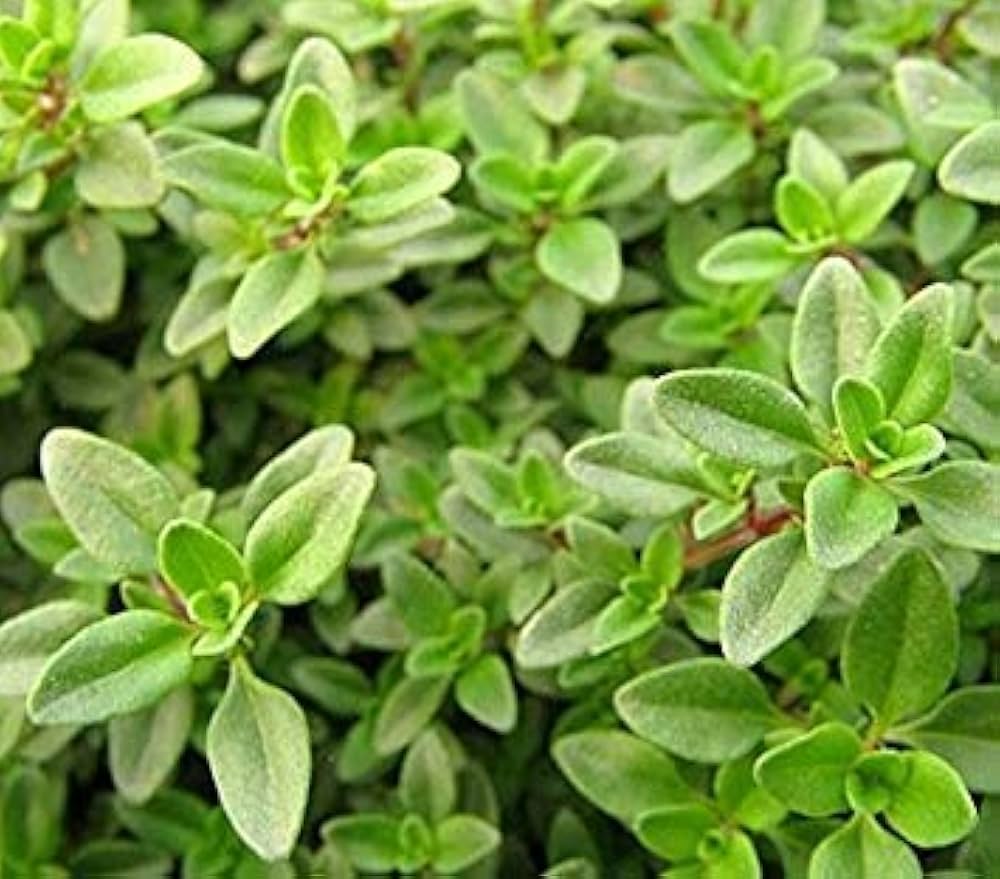 Non-GMO Lemon Thyme Herb Seeds for Organic Gardening
