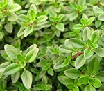 Non-GMO Lemon Thyme Herb Seeds for Organic Gardening