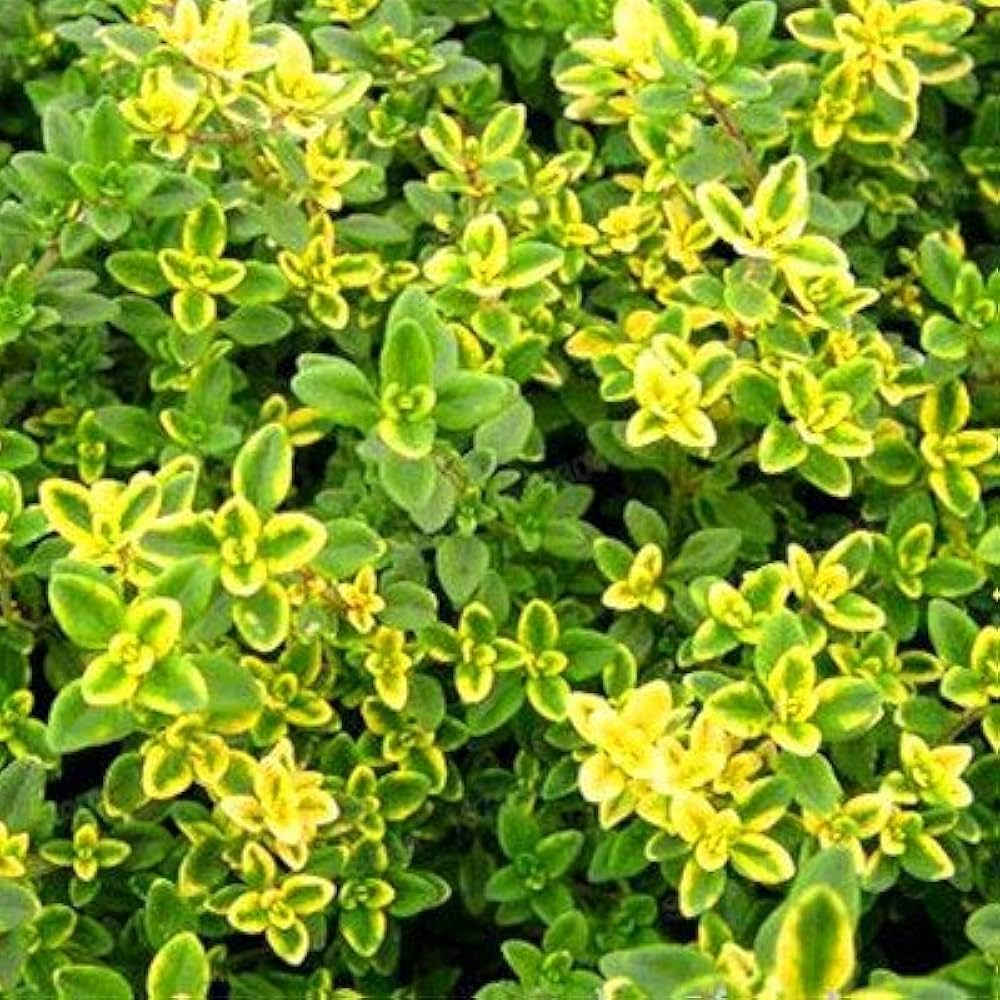 Lemon Thyme Seeds Aromatic Garden Herb for Planting