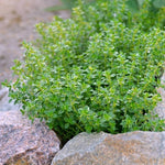 Lemon & Thyme Seeds Mix for Garden Borders and Culinary Herb Gardens