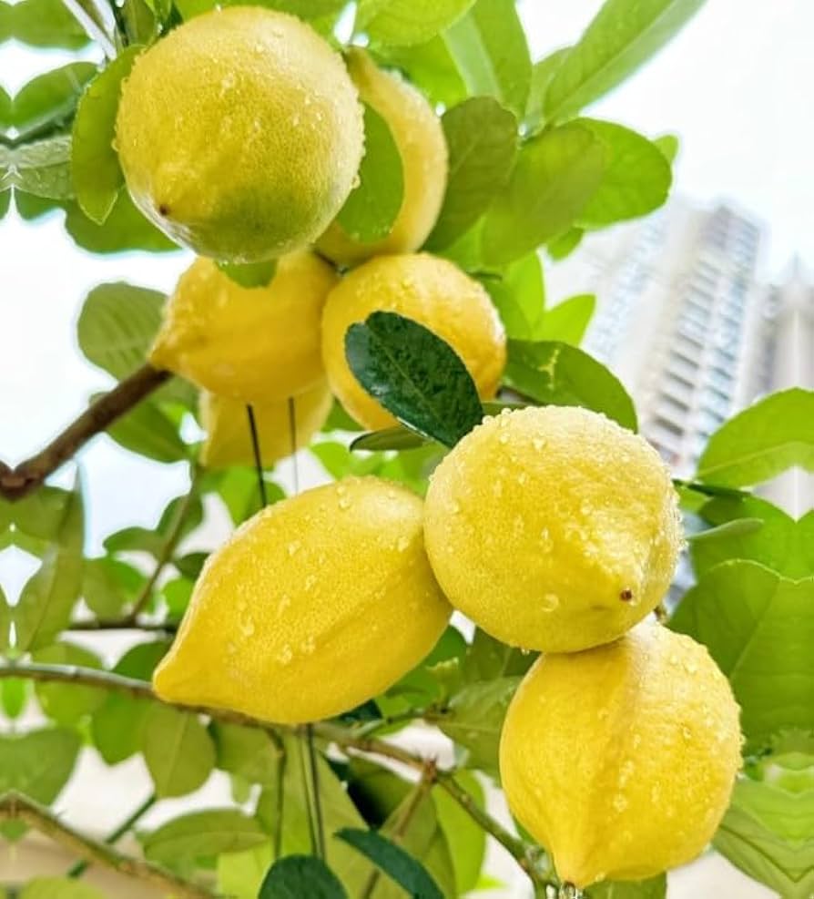 Lemon tree Citrus limon seeds for planting in backyard gardens or indoor pots - Dharaseeds