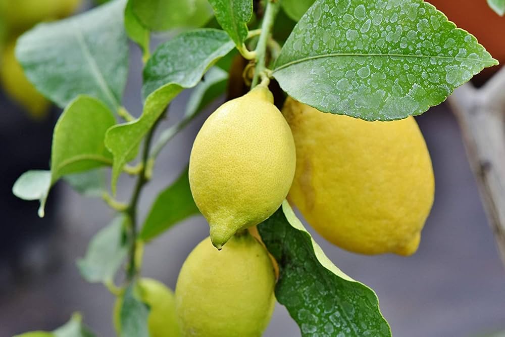 Lemon tree Citrus limon seeds for planting in backyard gardens or indoor pots - Dharaseeds
