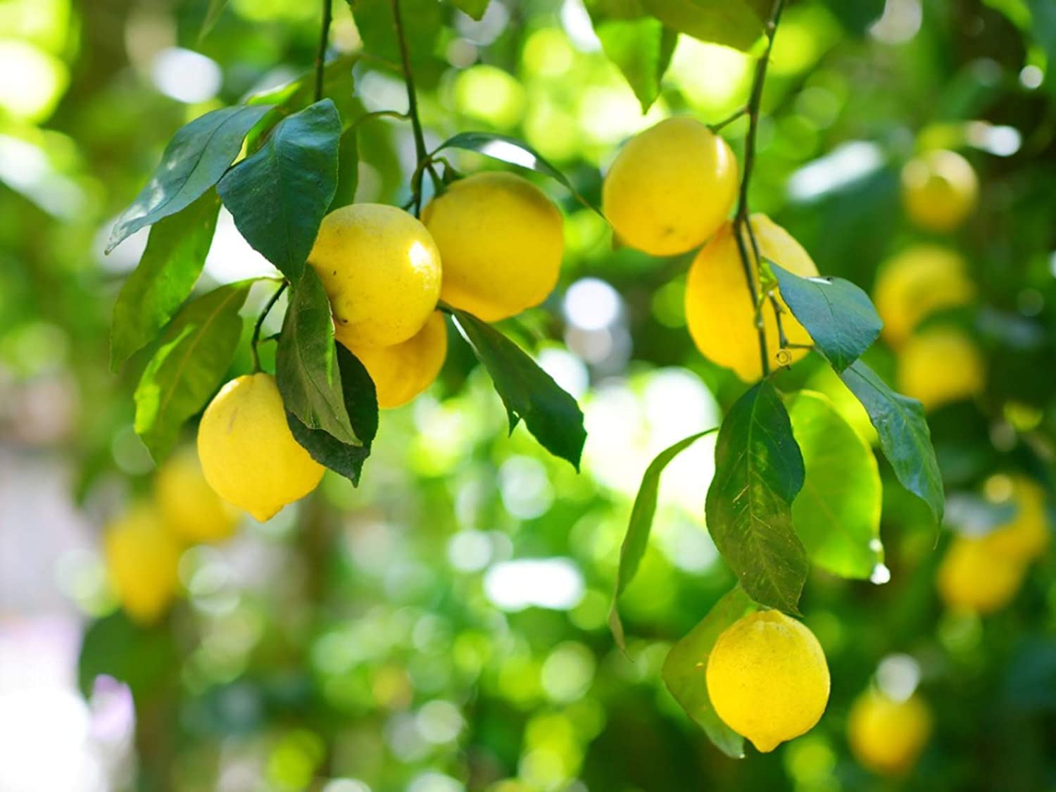 Lemon tree Citrus limon seeds for planting in backyard gardens or indoor pots - Dharaseeds