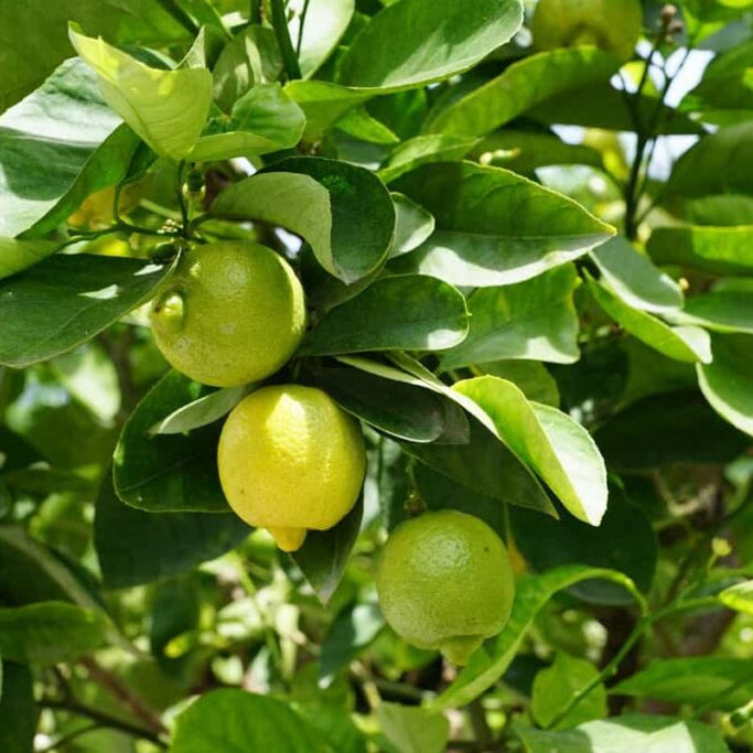 Lemon Tree Growing from Seeds in Backyard Garden