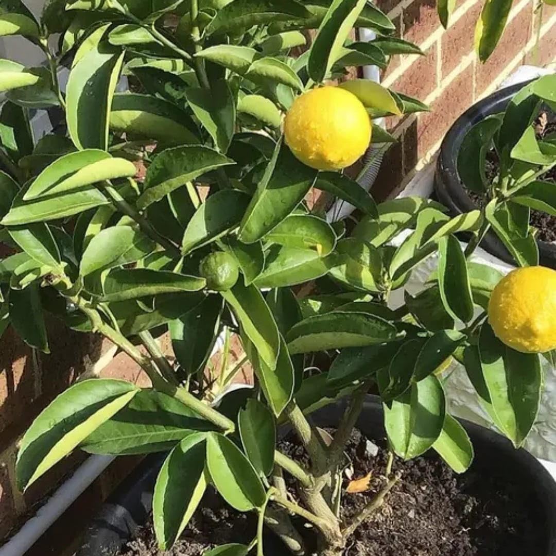 Lemon Tree Seedlings for Container Gardening and Patio Use