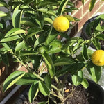 Lemon Tree Seedlings for Container Gardening and Patio Use