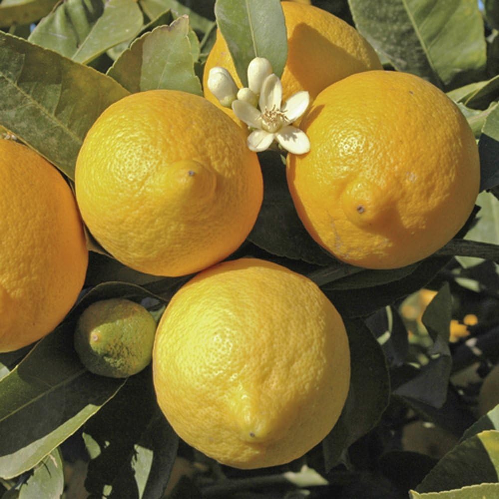 Lemon Tree Seeds for Indoor Growing Home Garden Use