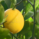 Non GMO Citrus limon lemon tree seeds for backyard orchards