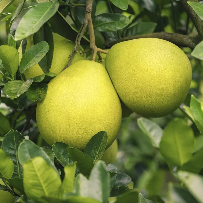 Non GMO pomelo seeds lemon yellow orange variety