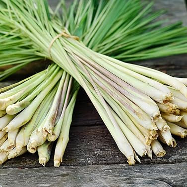 Lemongrass Cymbopogon citratus seeds for planting in herb garden