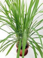 Lemongrass Plant Seeds for Home Garden