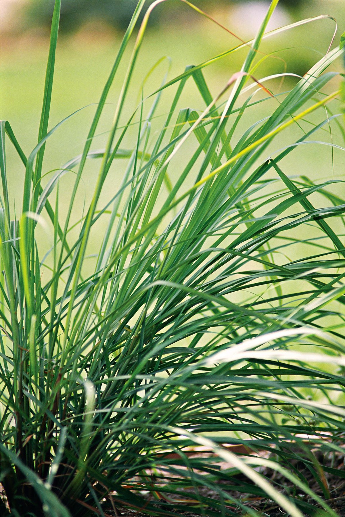 Lemongrass Seedlings Growing in Pots