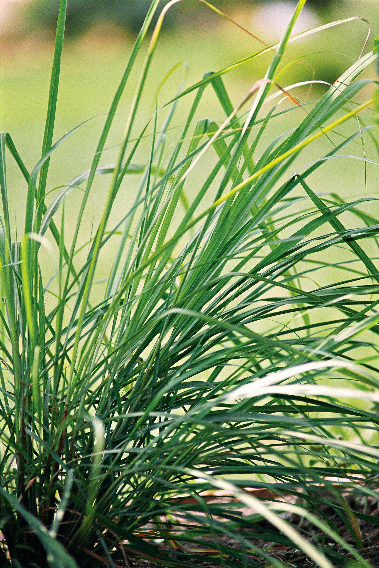 Lemongrass Seedlings Growing in Pots