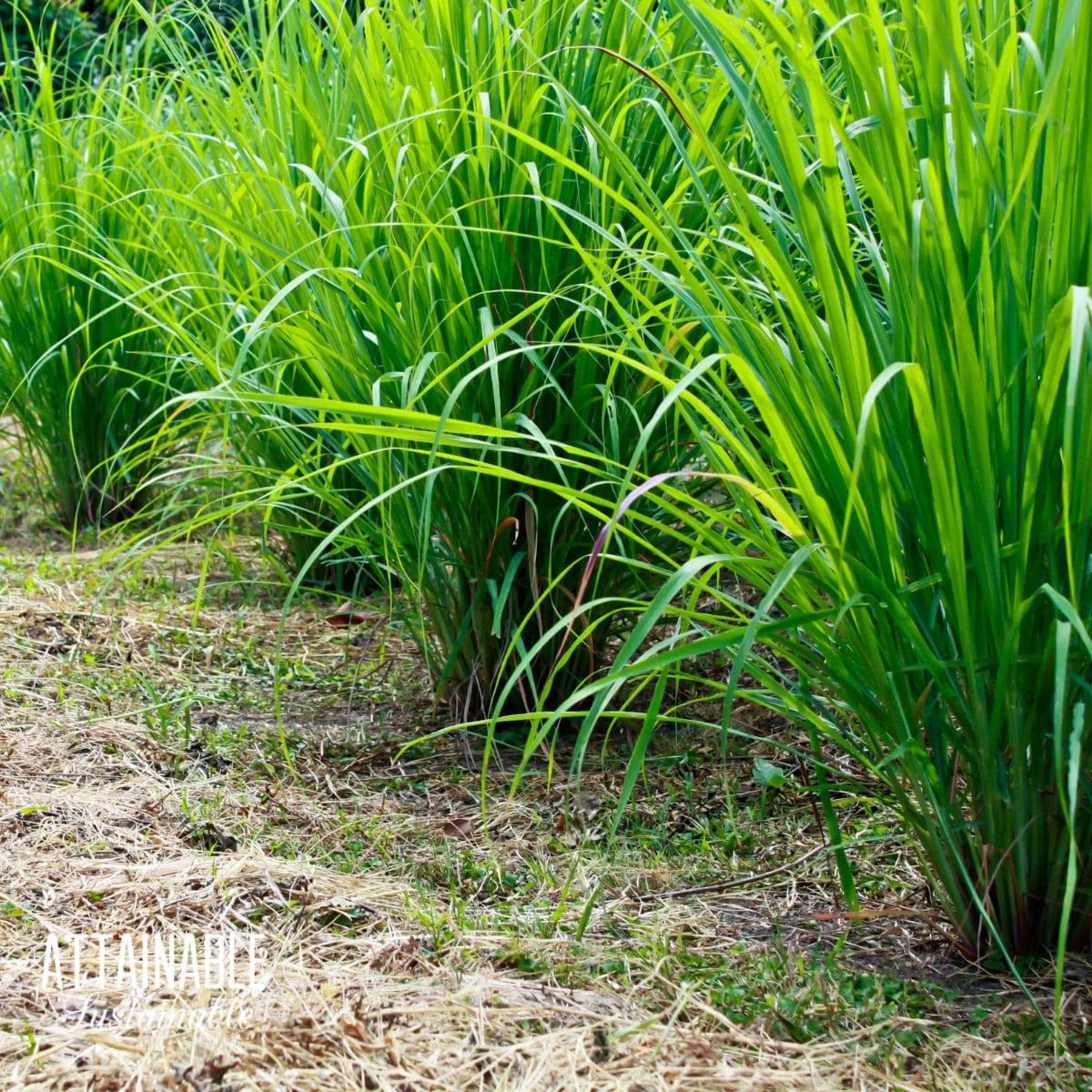Lemongrass Seeds Cymbopogon Citratus Non-GMO Heirloom