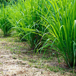 Lemongrass Seeds Cymbopogon Citratus Non-GMO Heirloom