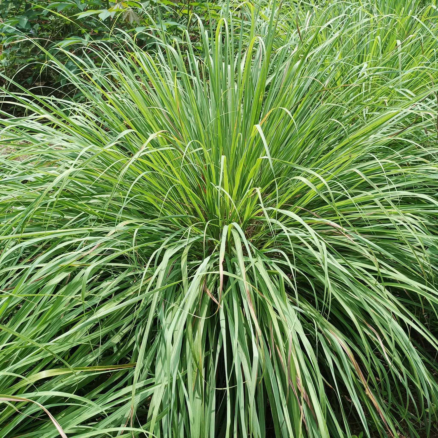 Lemongrass Seeds