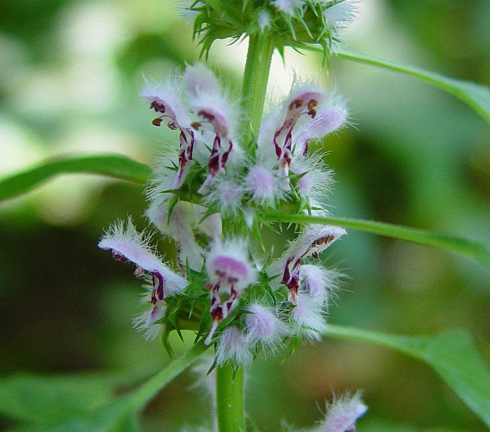 Motherwort - Leonurus cardiaca