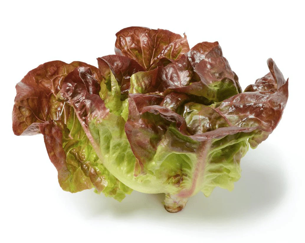 Lettuce Romaine – Heirloom, Non-GMO, High Germination Organic Garden Seeds