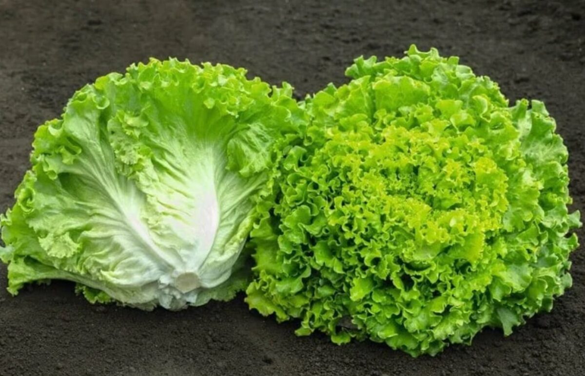 Batavia Lettuce Vegetable Seeds for Planting