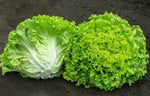 Lettuce Batavia heirloom non-GMO organic garden seeds