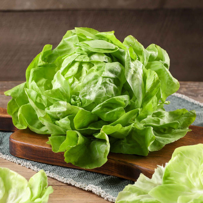 Lettuce Seeds - Bibb