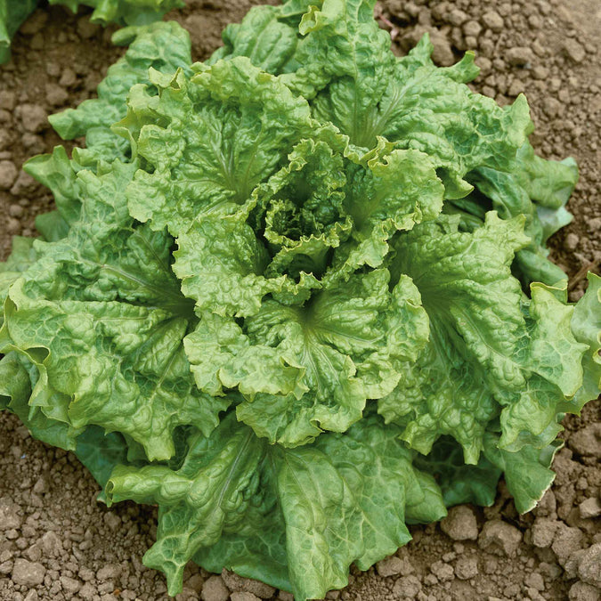 Lettuce Seeds - Black Seeded Simpson