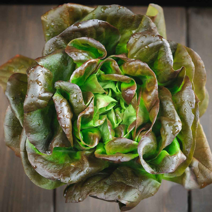 Lettuce Seeds - Bronze Mignonette