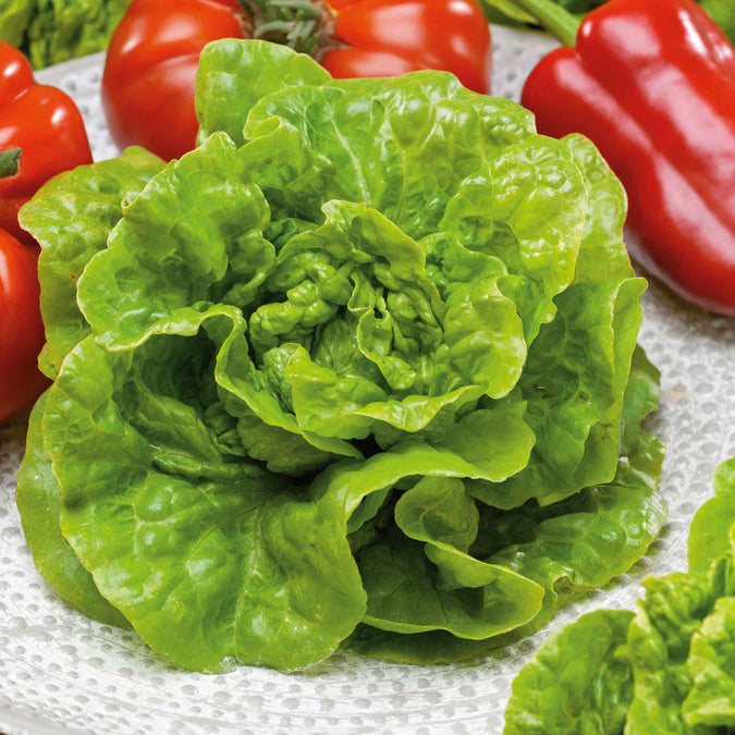 Lettuce Seeds - Buttercrunch