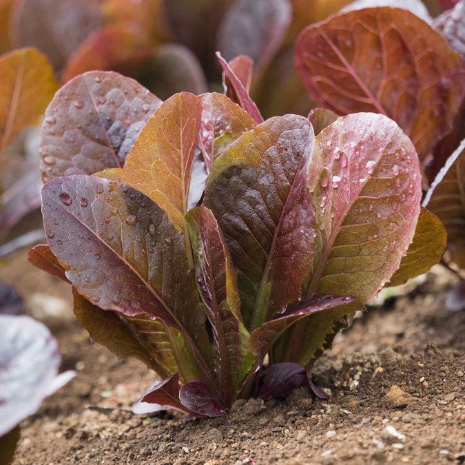 Lettuce Seeds - Cimmarron