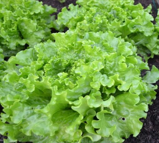 Lettuce Grand Rapids Hybrid heirloom non-GMO organic garden seeds