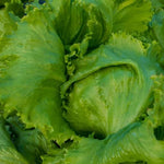 Lettuce Great Lakes Imported heirloom non-GMO organic garden seeds