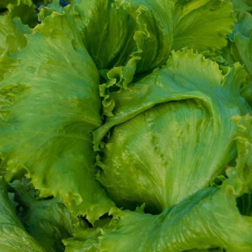 Lettuce Great Lakes Imported heirloom non-GMO organic garden seeds
