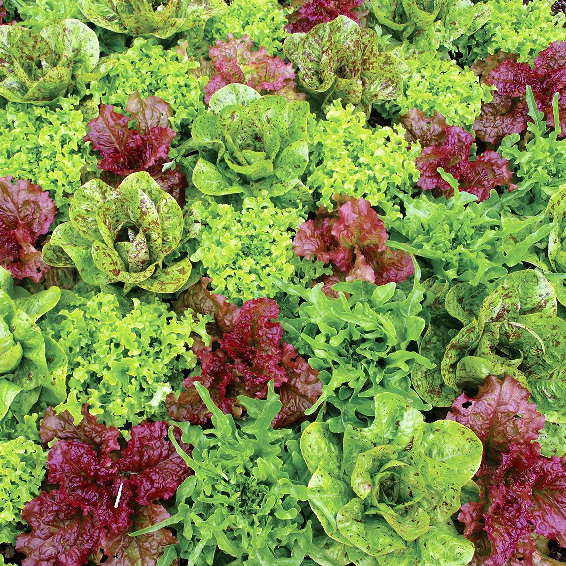 Summer Glory Lettuce Blend Seeds Heirloom Non-GMO High Germination Organic Garden Seeds
