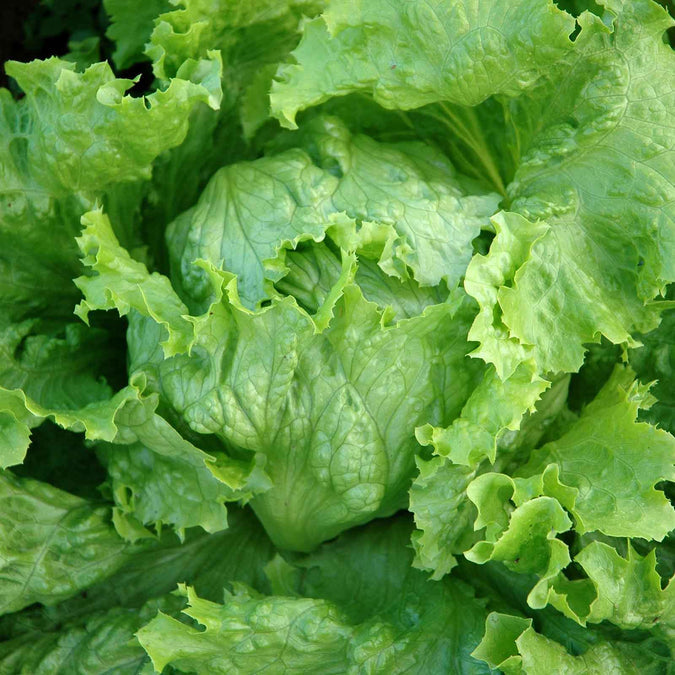 Lettuce Seeds - Iceberg