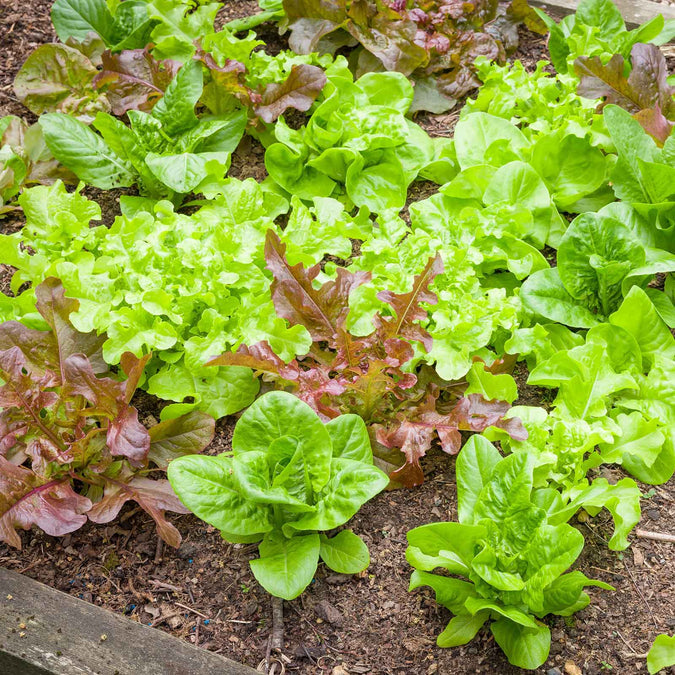 Lettuce Seeds - Leaf Blend