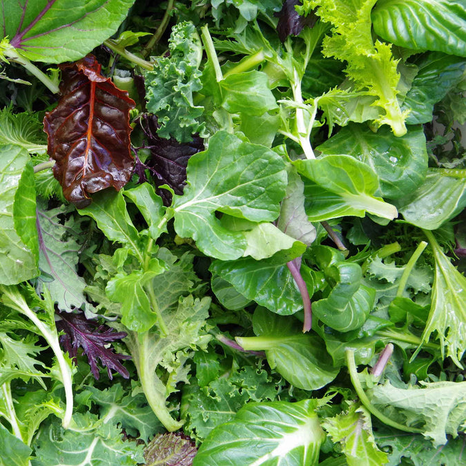 Lettuce Seeds - Mesclun Mix