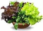 Lettuce Misticanza Imported heirloom non-GMO organic garden seeds