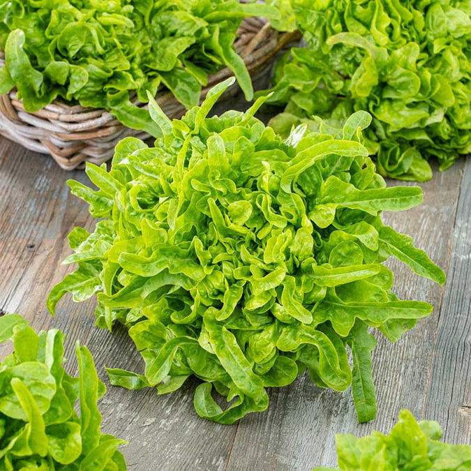 Lettuce Seeds - Oakleaf