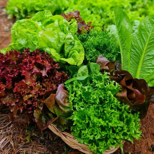 Lettuce Seeds - Leaf Blend