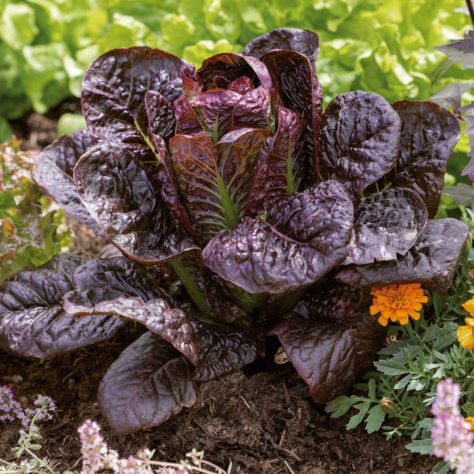 Lettuce Seeds - Red Romaine