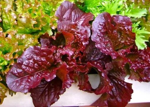 Lettuce Red Salad Imported heirloom non-GMO organic garden seeds