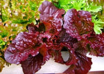 Lettuce Red Salad Imported heirloom non-GMO organic garden seeds