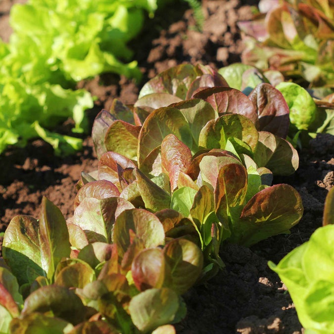 Lettuce Seeds - Rouge D'Hiver