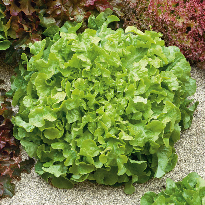 Lettuce Seeds - Salad Bowl - Green