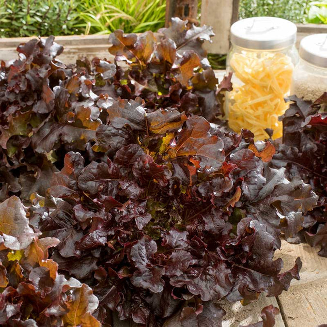 Lettuce Seeds - Salad Bowl - Red