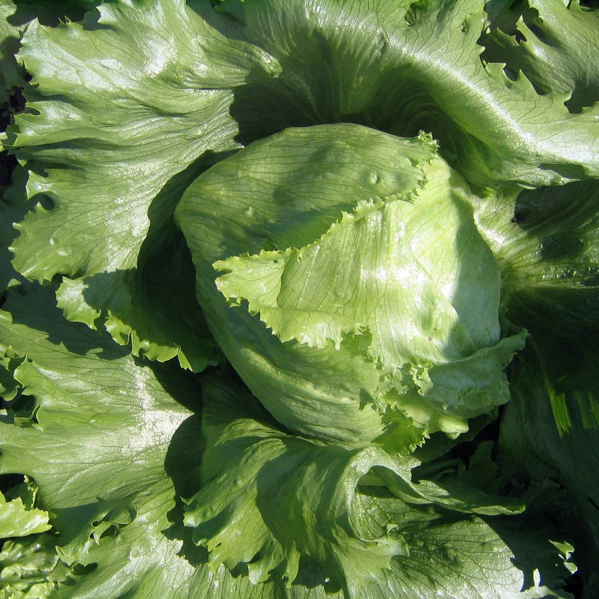 Calmar Lettuce Seeds | Crisp Green Iceberg-Type Lettuce – Heirloom, Non-GMO, High Germination Organic Garden Seeds