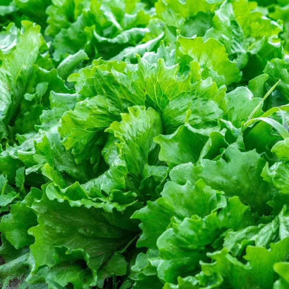 Lettuce Seeds for Home Garden, 100 Pcs pcs - Dharaseeds
