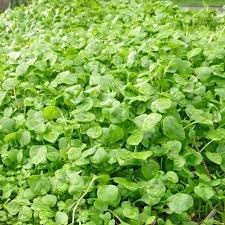 Lettuce Seeds for Home Garden, 100 Pcs pcs - Dharaseeds