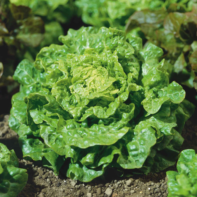 Lettuce Seeds - Tom Thumb